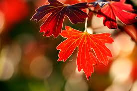 feuilles d'automne