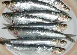 sardines
